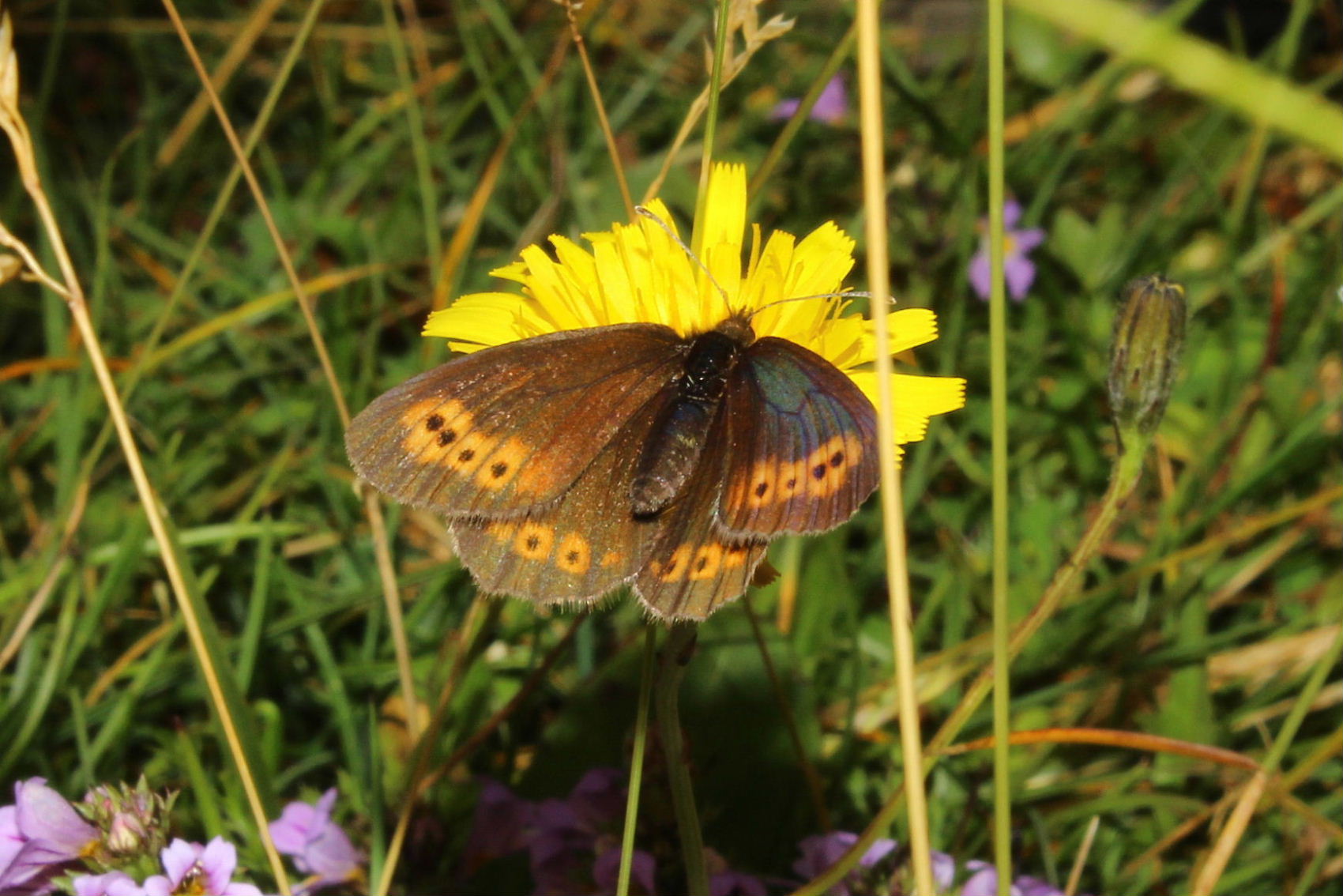 Erebia sp. ?- da determinare - Erebia melampus